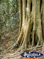 Tree Roots in Tamborine Mountain . . . CLICK TO ENLARGE