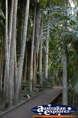 Tamborine Mountain Botanic Gardens Walkway . . . CLICK TO VIEW ALL TAMBORINE MOUNTAIN (BOTANIC GARDENS) POSTCARDS