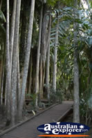 Tamborine Mountain Botanic Gardens Walkway . . . CLICK TO ENLARGE