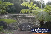 Tamborine Mountain Botanic Gardens - Gold Coast Hinterland . . . CLICK TO ENLARGE