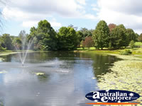 Pond on the Tamborine Mountain Winery Grounds . . . CLICK TO ENLARGE