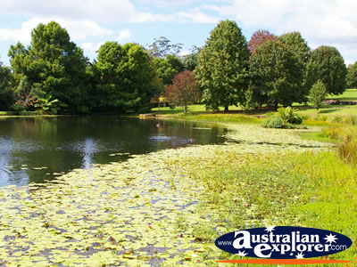 Great Shot of the Pond at Tamborine Mountain Winery . . . CLICK TO VIEW ALL TAMBORINE MOUNTAIN WINERY POSTCARDS