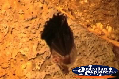 Undara Lava Tubes Bat . . . VIEW ALL UNDARA LAVA TUBES PHOTOGRAPHS