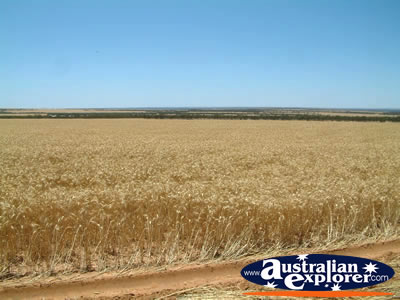 The View between Kyancutta & Kimba . . . CLICK TO VIEW ALL KIMBA POSTCARDS