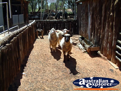 Loxton Historical Village Sheep . . . CLICK TO VIEW ALL LOXTON POSTCARDS