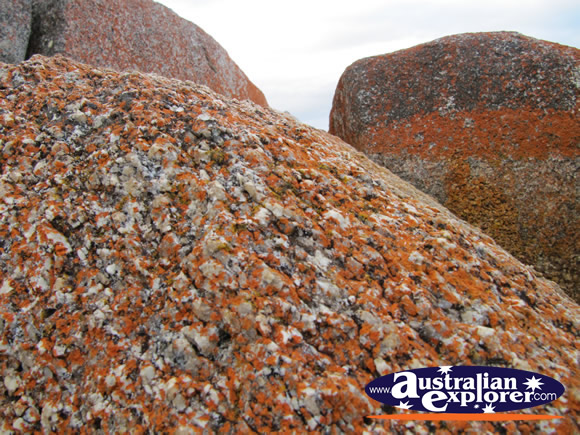 A close look at a Bay of Fires rock . . . VIEW ALL BAY OF FIRES PHOTOGRAPHS
