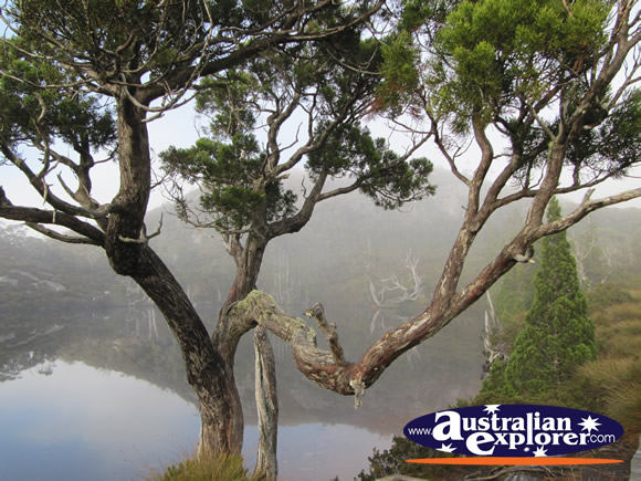 Wombat Pool . . . CLICK TO VIEW ALL CRADLE MOUNTAIN POSTCARDS
