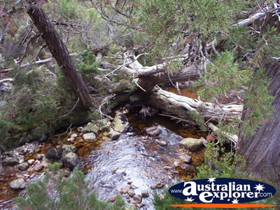 Trees on Cradle Mountain . . . CLICK TO VIEW ALL CRADLE MOUNTAIN POSTCARDS
