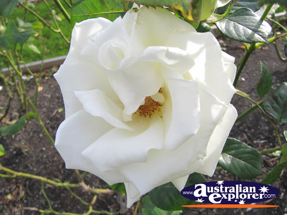Rose Garden . . . VIEW ALL HOBART PHOTOGRAPHS