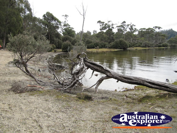 Lake and Fallen Tree . . . CLICK TO VIEW ALL LAKE ST CLAIR POSTCARDS