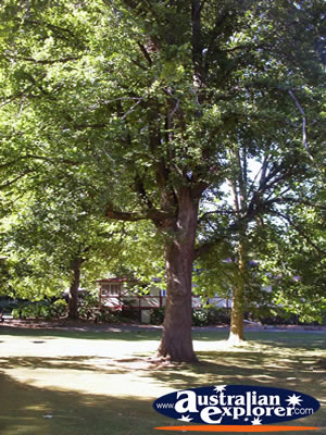 Launceston Tree