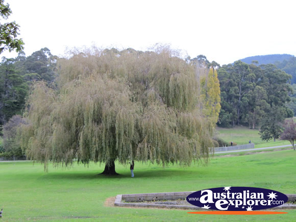 Weeping Willow Tree . . . CLICK TO VIEW ALL PORT ARTHUR POSTCARDS