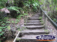 Stairs on Hogarth Falls Walk . . . CLICK TO ENLARGE
