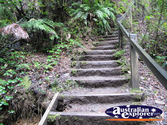Stairs on Hogarth Falls Walk . . . CLICK TO VIEW ALL STRAHAN POSTCARDS