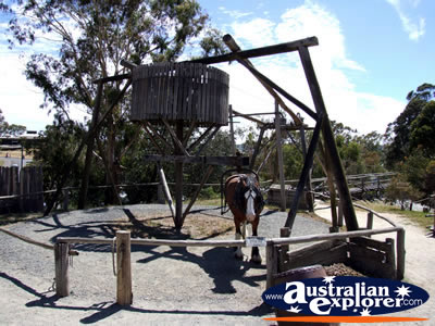 Ballarat Sovereign Hill Horse . . . VIEW ALL BALLARAT PHOTOGRAPHS