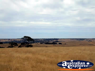 Landscape between Casterton and Edenhope . . . CLICK TO VIEW ALL EDENHOPE POSTCARDS