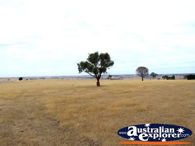 View between Casterton & Edenhope . . . CLICK TO VIEW ALL EDENHOPE POSTCARDS