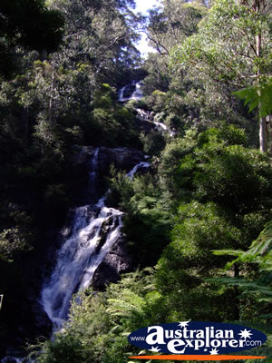 View of Steavenson Falls . . . CLICK TO VIEW ALL MARYSVILLE POSTCARDS