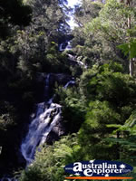 View of Steavenson Falls . . . CLICK TO ENLARGE