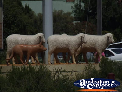 Warracknabeal Sheep Statue . . . VIEW ALL WARRACKNABEAL PHOTOGRAPHS
