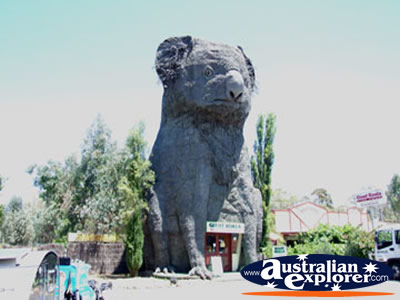 Giant Koala Between Horsham & Stawell . . . VIEW ALL HORSHAM PHOTOGRAPHS