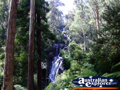 View of Steavenson Falls in Marysville . . . CLICK TO VIEW ALL MARYSVILLE POSTCARDS
