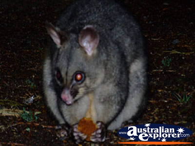 Kyneton Possum . . . VIEW ALL KYNETON PHOTOGRAPHS