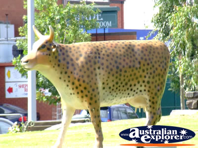 Spotted Shepparton Cow . . . CLICK TO VIEW ALL SHEPPARTON POSTCARDS