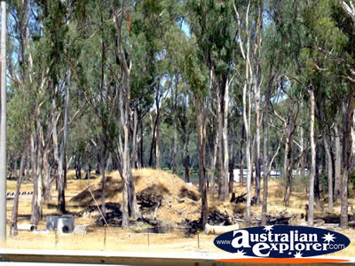Cobram Bush . . . VIEW ALL COBRAM PHOTOGRAPHS