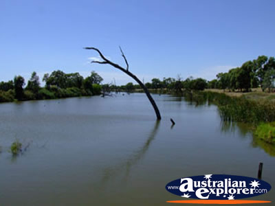Tree emerging from creek between Cohuna & Echuca . . . CLICK TO VIEW ALL COHUNA POSTCARDS