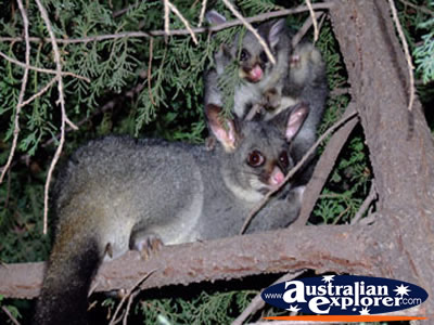 Echuca Possum . . . VIEW ALL ECHUCA PHOTOGRAPHS