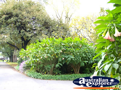 Beautiful Glagstaff Gardens . . . CLICK TO VIEW ALL MELBOURNE POSTCARDS