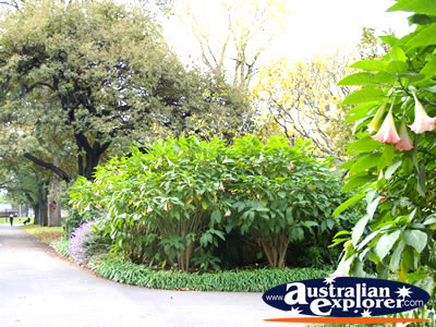 Beautiful Glagstaff Gardens . . . VIEW ALL MELBOURNE PHOTOGRAPHS