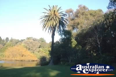 Melbourne Botanical Gardens . . . VIEW ALL MELBOURNE (BOTANICAL GARDENS) PHOTOGRAPHS