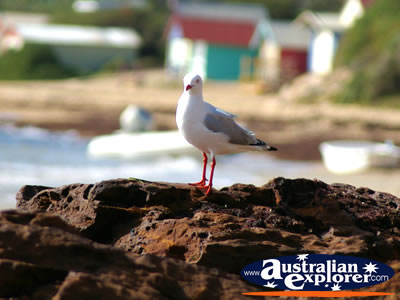 Seagull on Mornington Mills Beach . . . VIEW ALL MORNINGTON PHOTOGRAPHS