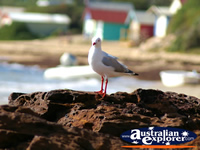 Seagull on Mornington Mills Beach . . . CLICK TO ENLARGE