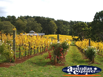 Beautiful Lindenderry Winery . . . CLICK TO VIEW ALL MORNINGTON (LINDENDERRY WINERY) POSTCARDS