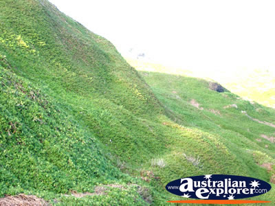 Nobbies Greenery . . . VIEW ALL PHILLIP ISLAND (THE NOBBIES) PHOTOGRAPHS