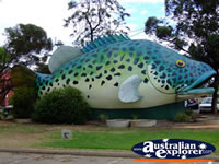 Big Cod in Swan Hill . . . CLICK TO ENLARGE