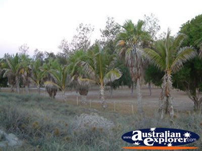 Trees atEighty Mile Beach Caravan Park . . . VIEW ALL EIGHTY MILE BEACH PHOTOGRAPHS
