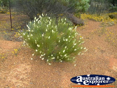 Flowers on Way to Mullewa . . . VIEW ALL MULLEWA PHOTOGRAPHS