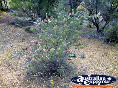 Stunning Flowers on Way to Mullewa . . . VIEW ALL MULLEWA PHOTOGRAPHS