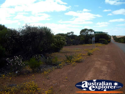 Flowers on the Way to Mullewa . . . CLICK TO VIEW ALL MULLEWA POSTCARDS