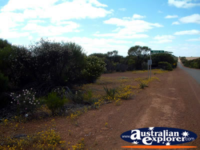 Flowers on the Way to Mullewa . . . VIEW ALL MULLEWA PHOTOGRAPHS