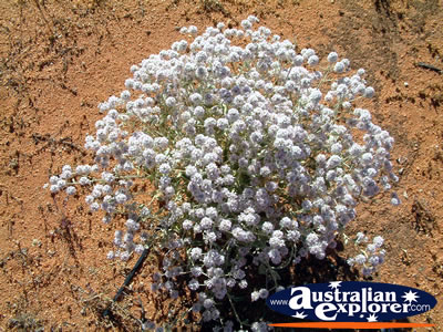 White Wildflowers on Way to Mt Magnet . . . CLICK TO VIEW ALL MT MAGNET POSTCARDS