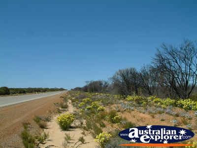 Wildflowers Next To Road on Way to Dalwallinu . . . CLICK TO VIEW ALL DALWALLINU POSTCARDS