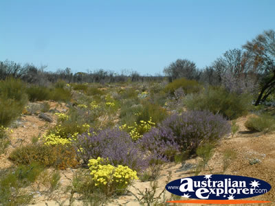 Wildflowers From a Distance on Way to Dalwallinu . . . CLICK TO VIEW ALL DALWALLINU POSTCARDS