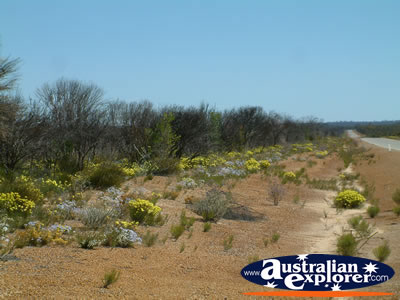 Wildflowers Sitting Next To Road on Way to Dalwallinu . . . CLICK TO VIEW ALL DALWALLINU POSTCARDS