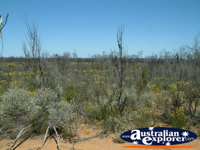 Wildflowers On the Side of the Road . . . CLICK TO VIEW ALL DALWALLINU POSTCARDS