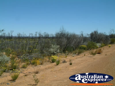 The View on the Way to Dalwallinu . . . CLICK TO VIEW ALL DALWALLINU POSTCARDS